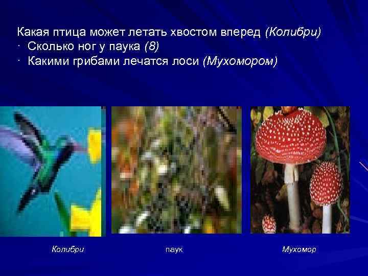 Какая птица может летать хвостом вперед (Колибри) · Сколько ног у паука (8) ·