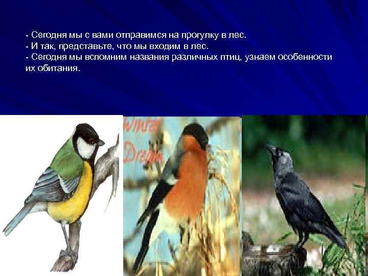 - Сегодня мы с вами отправимся на прогулку в лес. - И так, представьте,