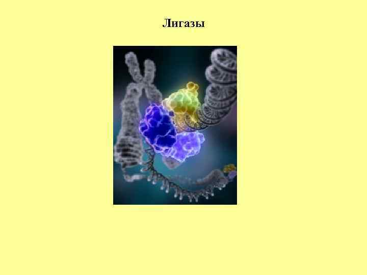 Лигазы это. Лигазы ферменты. Лигазы класс ферментов. Лигаза фермент функции. Лигазы представители.