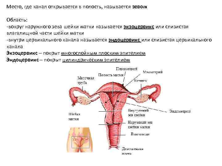 Место, где канал открывается в полость, называется зевом Область: -вокруг наружного зева шейки матки