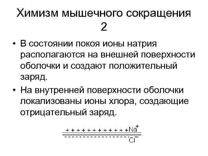 Химизм мышечного сокращения 2 • В состоянии покоя ионы натрия располагаются на внешней поверхности