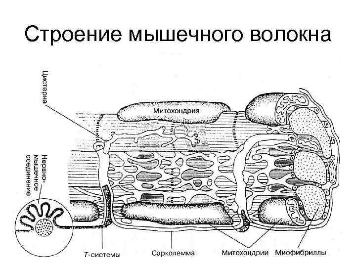 Строение мышечного волокна 