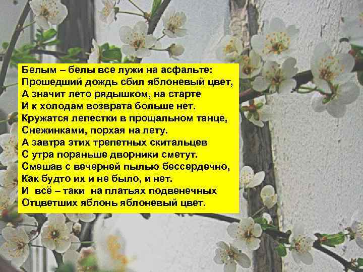 Белым – белы все лужи на асфальте: Прошедший дождь сбил яблоневый цвет, А значит