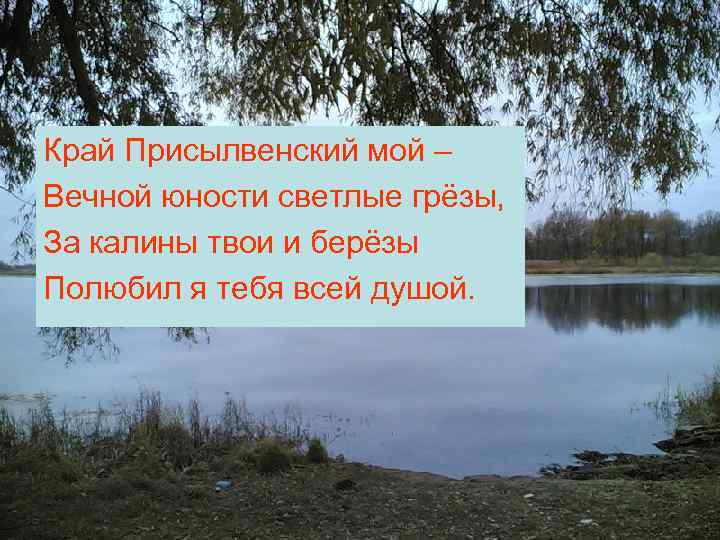 Край Присылвенский мой – Вечной юности светлые грёзы, За калины твои и берёзы Полюбил