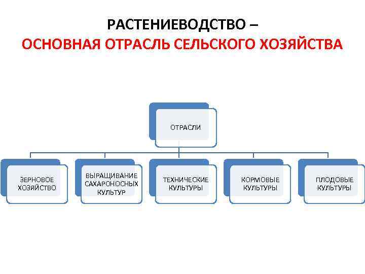 РАСТЕНИЕВОДСТВО – ОСНОВНАЯ ОТРАСЛЬ СЕЛЬСКОГО ХОЗЯЙСТВА ОТРАСЛИ ЗЕРНОВОЕ ХОЗЯЙСТВО ВЫРАЩИВАНИЕ САХАРОНОСНЫХ КУЛЬТУР ТЕХНИЧЕСКИЕ КУЛЬТУРЫ