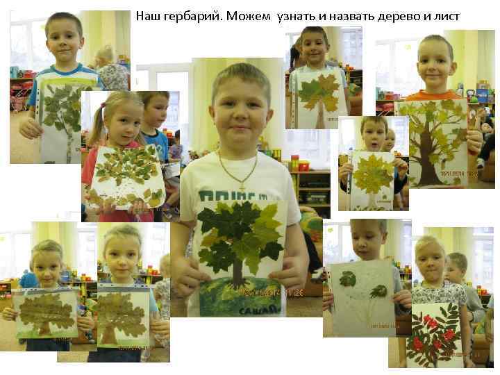 Наш гербарий. Можем узнать и назвать дерево и лист 