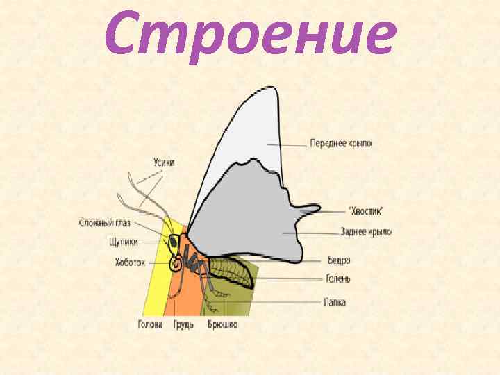 Строение 