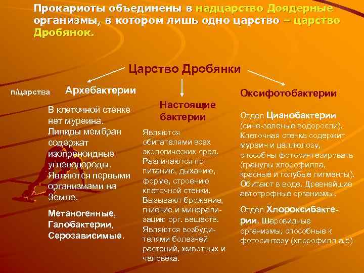 Прокариоты объединены в надцарство Доядерные организмы, в котором лишь одно царство – царство Дробянок.
