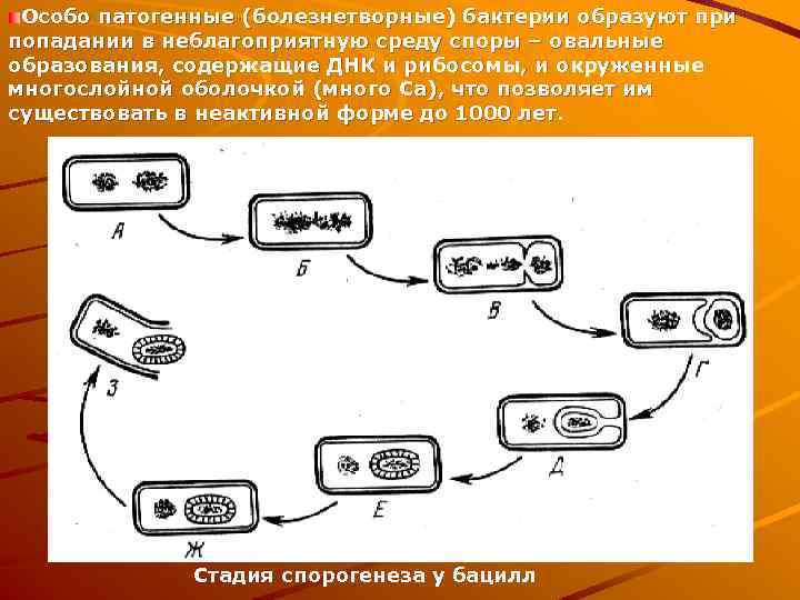 Особо патогенные (болезнетворные) бактерии образуют при попадании в неблагоприятную среду споры – овальные образования,