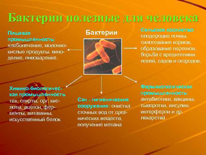 Бактерии полезные для человека Пищевая промышленность: хлебопечение, молочнокислые продукты, виноделие, пивоварение. Химико-биологическая промышленность тех.