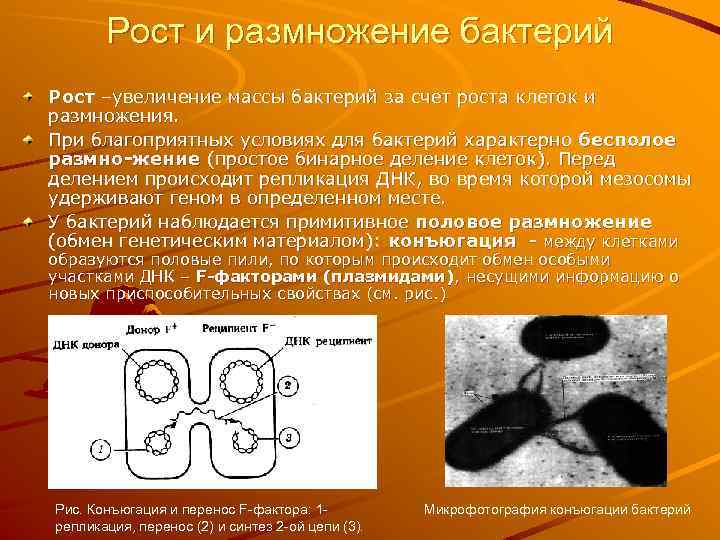 Рост и размножение бактерий Рост –увеличение массы бактерий за счет роста клеток и размножения.