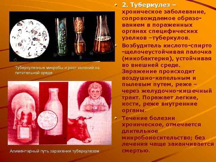 2. Туберкулез – Туберкулезные микробы и рост колоний на питательной среде Алиментарный путь заражения