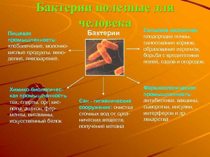 Бактерии полезные для человека Сельское хозяйство: Пищевая промышленность: хлебопечение, молочнокислые продукты, виноделие, пивоварение. Химико-биологическая