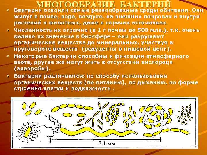 Презентация по биологии на тему бактерии 6 класс