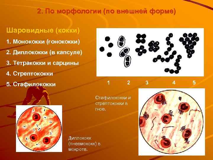 2. По морфологии (по внешней форме) Шаровидные (кокки) 1. Монококки (гонококки) 2. Диплококки (в