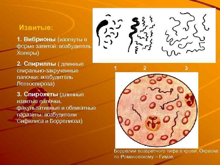 Извитые: 1. Вибрионы (изогнуты в форме запятой: возбудитель Холеры) 2. Спириллы ( длинные спирально-закрученные
