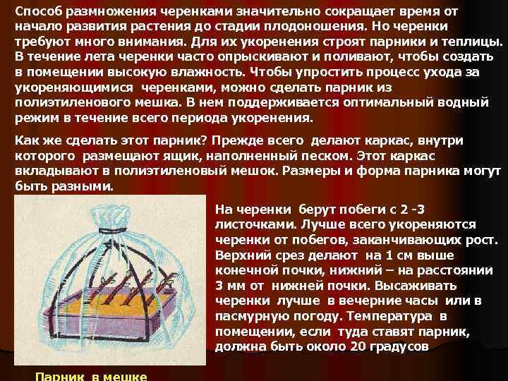 Способ размножения черенками значительно сокращает время от начало развития растения до стадии плодоношения. Но
