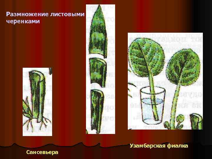 Размножение растений листовыми черенками