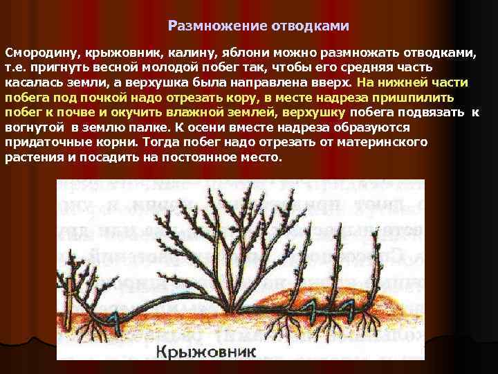 Вегетативное размножение отводками крыжовника. Отводки способ размножения растений. Способ вегетативного размножения отводками. Способы вегетативного размножения растений отводками. Вегетативное размножение отводками крыжовник.