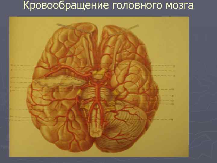 Круг кровообращения головы. Виллизиев круг в головном мозге. Кровообращение мозга. Виллизиев круг.. Кровоснабжение головного мозга анатомия. Кровоснабжение головного мозга Виллизиев круг.