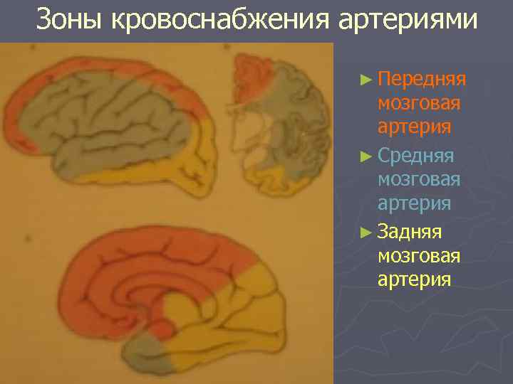 Зоны кровоснабжения артериями ► Передняя мозговая артерия ► Средняя мозговая артерия ► Задняя мозговая