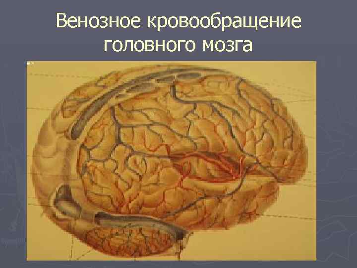 Венозное кровообращение головного мозга 