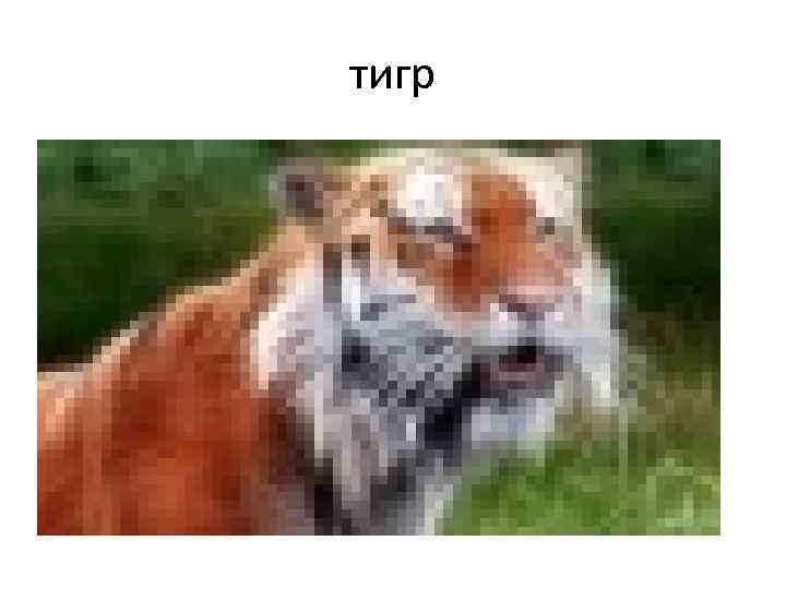 тигр 