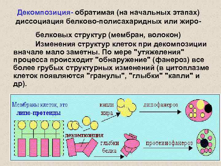 Декомпозиция- обратимая (на начальных этапах) диссоциация белково-полисахаридных или жиро- белковых структур (мембран, волокон) Изменения