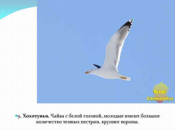  9. Хохотунья. Чайка с белой головой, молодые имеют большое количество темных пестрин, крупнее