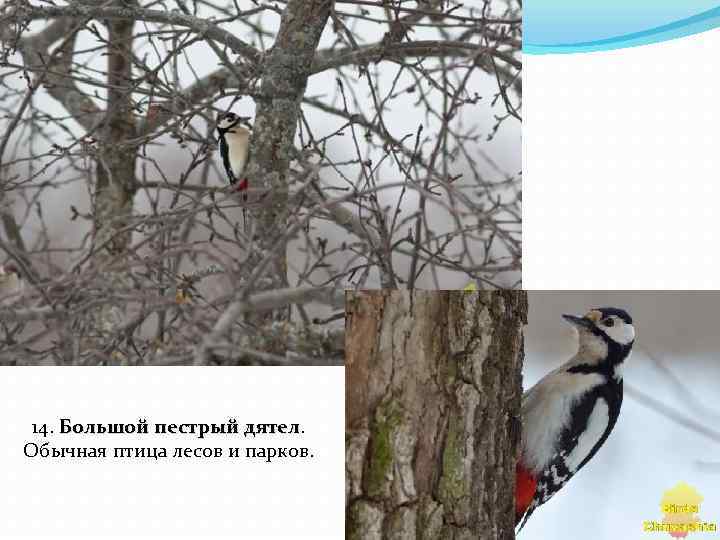 14. Большой пестрый дятел Обычная птица лесов и парков. 