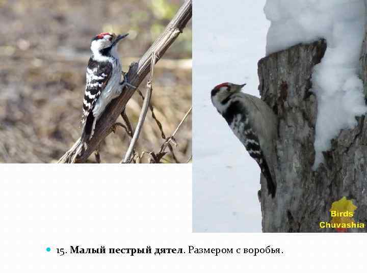  15. Малый пестрый дятел. Размером с воробья. дятел 