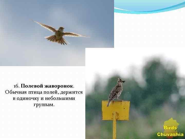 16. Полевой жаворонок Обычная птица полей, держится в одиночку и небольшими группам. 