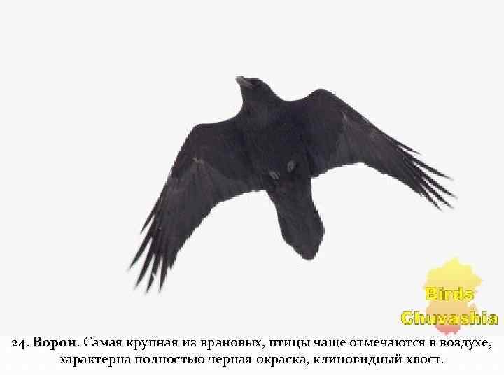 24. Ворон. Самая крупная из врановых, птицы чаще отмечаются в воздухе, Ворон характерна полностью