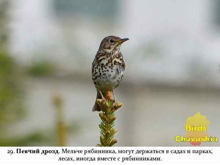 29. Певчий дрозд. Мельче рябинника, могут держаться в садах и парках, дрозд лесах, иногда