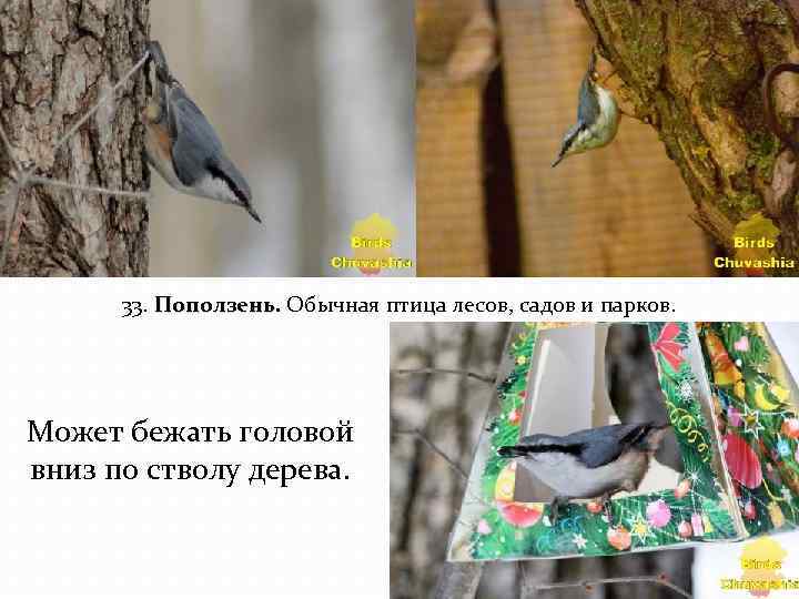 33. Поползень. Обычная птица лесов, садов и парков. Может бежать головой вниз по стволу