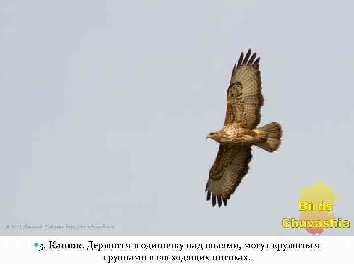  3. Канюк. Держится в одиночку над полями, могут кружиться Канюк группами в восходящих