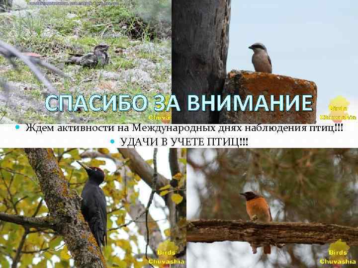 СПАСИБО ЗА ВНИМАНИЕ Ждем активности на Международных днях наблюдения птиц!!! УДАЧИ В УЧЕТЕ ПТИЦ!!!