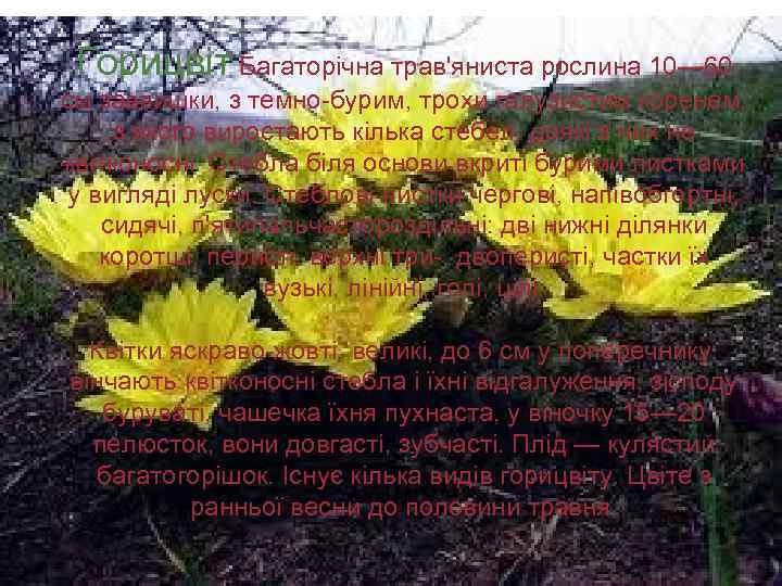 Горицвіт Багаторічна трав'яниста рослина 10— 60 см заввишки, з темно-бурим, трохи галузистим коренем, з