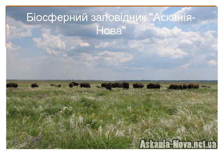 Біосферний заповідник "Асканія. Нова" 