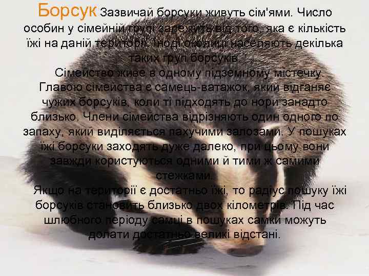 Борсук Зазвичай борсуки живуть сім'ями. Число особин у сімейній групі залежить від того, яка