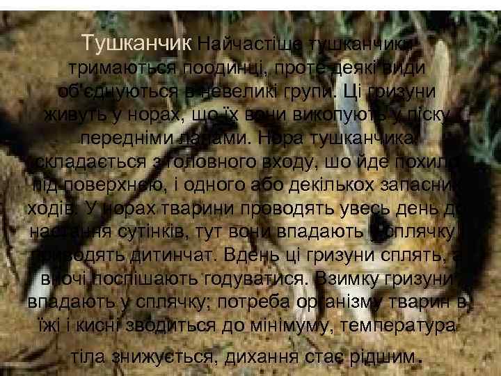 Тушканчик Найчастіше тушканчики тримаються поодинці, проте деякі види об'єднуються в невеликі групи. Ці гризуни