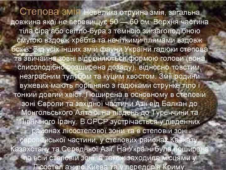 Степова змія Невелика отруйна змія, загальна довжина якої не перевищує 50 — 60 см.