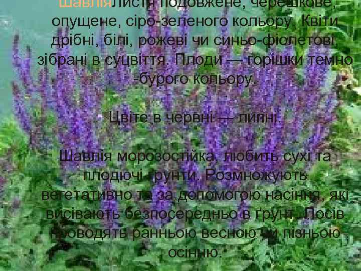  Шавлія. Листя подовжене, черешкове, опущене, сіро-зеленого кольору. Квіти дрібні, білі, рожеві чи синьо-фіолетові,