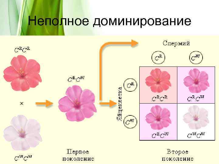 Схема неполного доминирования