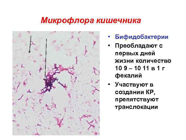 Микрофлора новорожденного