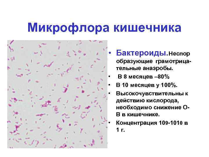 Микрофлора кишечника • Бактероиды. Неспор • • образующие грамотрицательные анаэробы. В 8 месяцев –