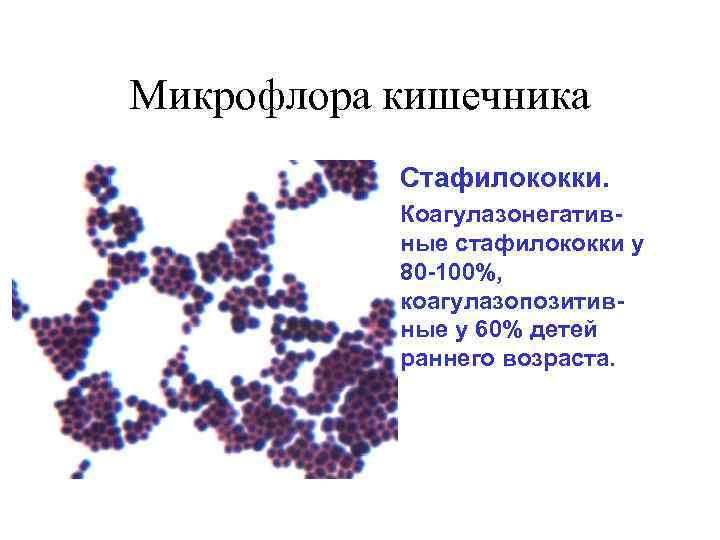 Микрофлора кишечника • Стафилококки. • Коагулазонегативные стафилококки у 80 -100%, коагулазопозитивные у 60% детей