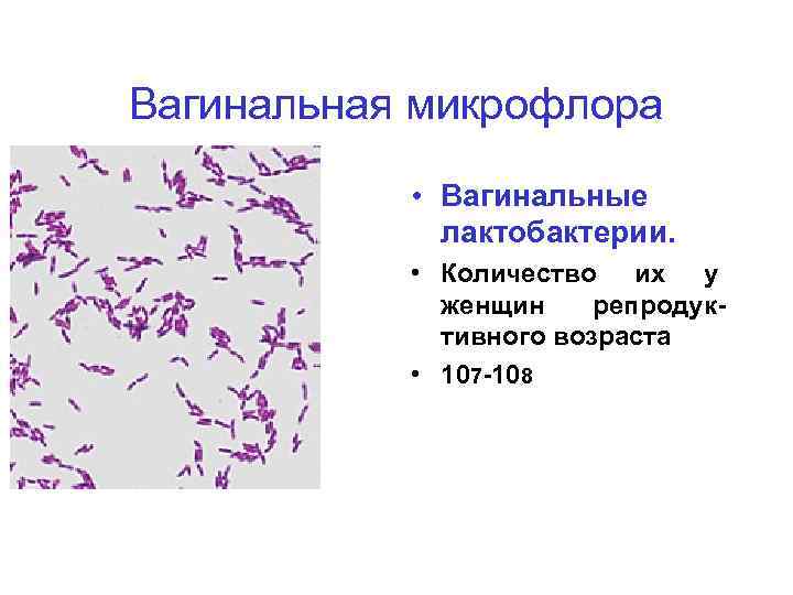 Вагинальная микрофлора • Вагинальные лактобактерии. • Количество их у женщин репродуктивного возраста • 107