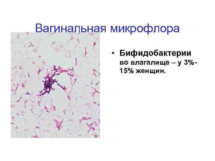 Вагинальная микрофлора • Бифидобактерии во влагалище – у 3%15% женщин. 