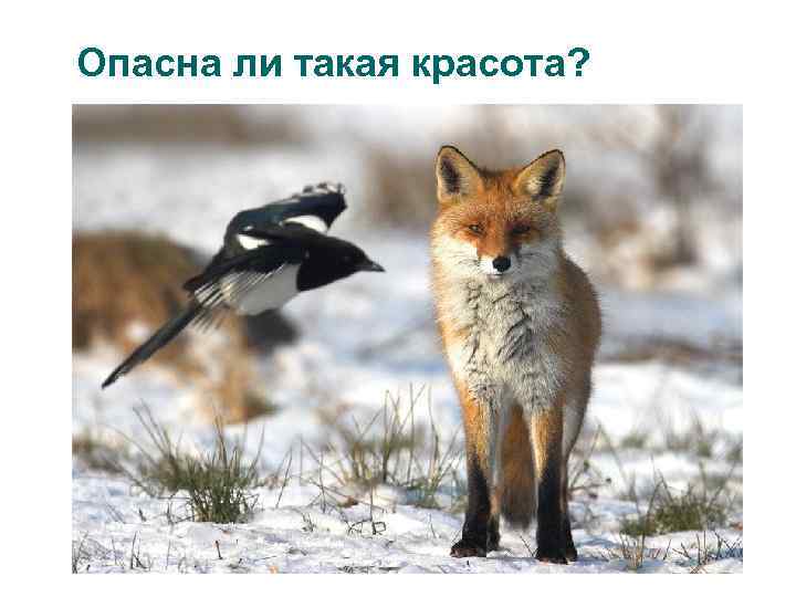 Опасна ли такая красота? 